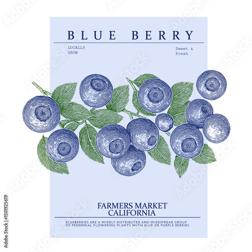 Blueberries fruit tee artwork. book cover and poster design. vintage line hand drawing blue berry graphics art. Fresh Blueberries fruit print. berry Organic food artwork for for t-shirt.