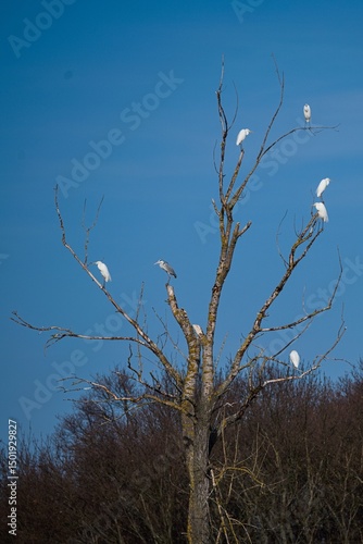 Birds, birds, birds and tree