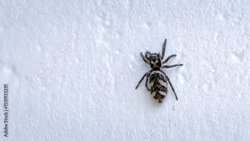 Zebra Spider is sitting on a white wall