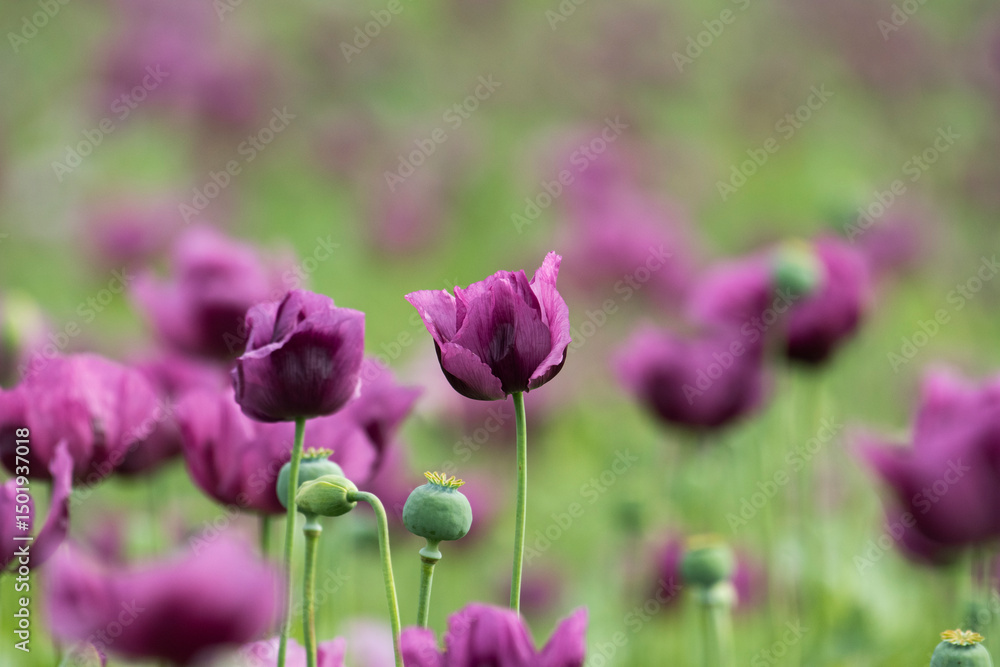Fototapeta premium A beautiful field of purple poppy flowers