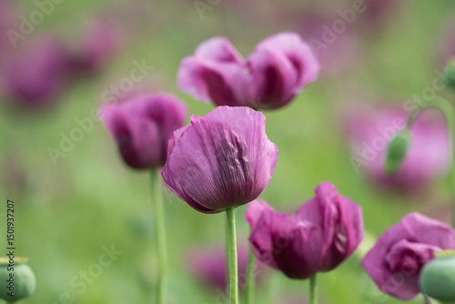 A beautiful field of purple poppy flowers