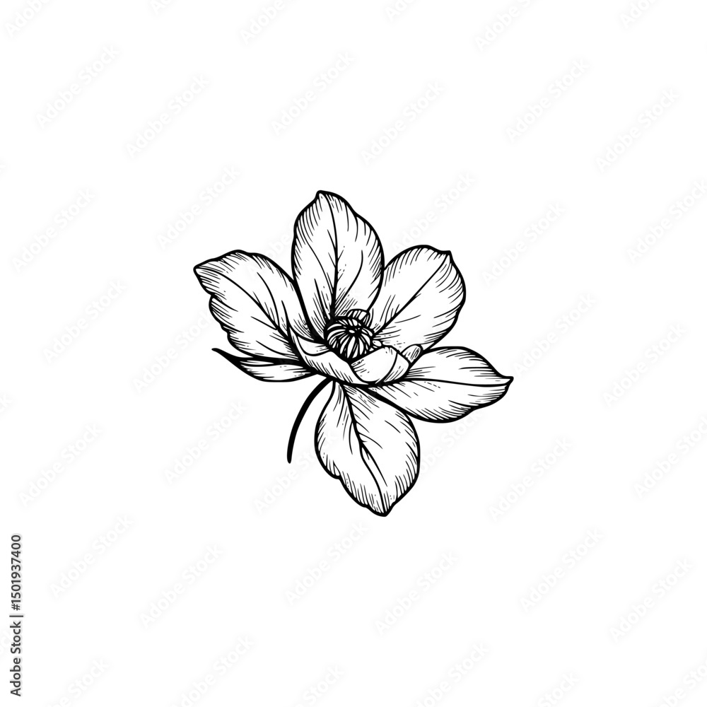Obraz premium Elegant Line Art Magnolia Flower Sticker on White Background