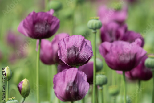 A beautiful field of purple poppy flowers