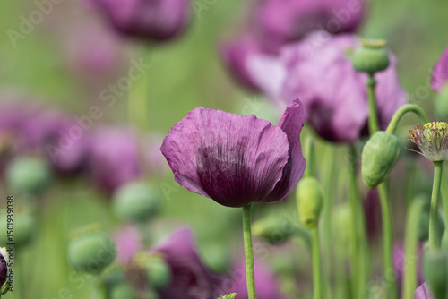 A beautiful field of purple poppy flowers