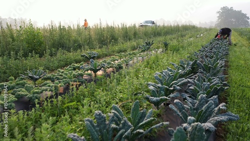 Photography Aerial camera pushing in on farmers picking kale in a field on a farm in early morning haze