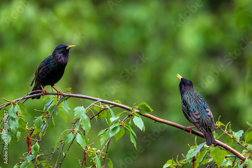 two starling birds sitting on a branch in a spring garden and singing to each...