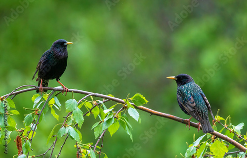 two starling birds sitting on a branch in a spring garden and looking at each...