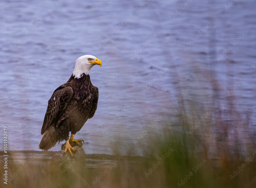 Obraz premium american bald eagle