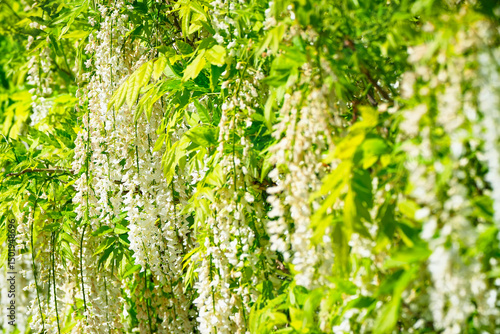 Foto Wisteria floribunda Shiro-noda, Wisteria venusta