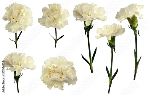 Cream, white carnation flowers, isolated in transparent background, for wedding and florist decoration and design