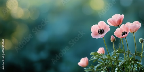 Colorful Pink Anemone Flowers Blooming in a Serene Garden Setting During Spri...