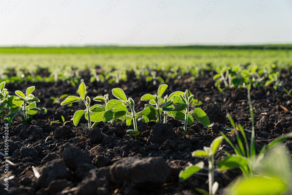 Small soybean plants are sprouting from the dark earth in a large agricultural field under clear skies, indicating healthy growth Small soybean plants are sprouting from the dark earth in a large agricultural field under clear skies, indicating healthy growth