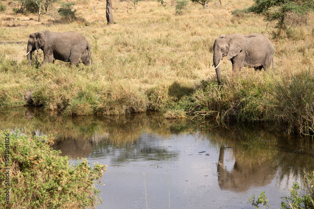 African Elephant (Loxodonta africana) close to a water pond, Serengeti National Park, Tanzania African Elephant (Loxodonta africana) close to a water pond, Serengeti National Park, Tanzania