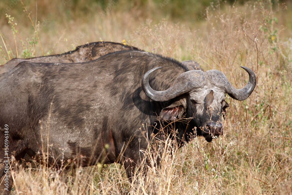 Fototapeta premium African buffalo at Serengeti National Park, Tanzania