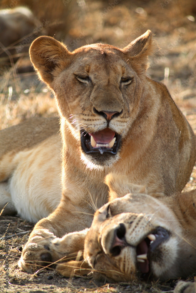 Lionesses Panthera Leo, Selous Game Reserve, Tanzania Lionesses Panthera Leo, Selous Game Reserve, Tanzania