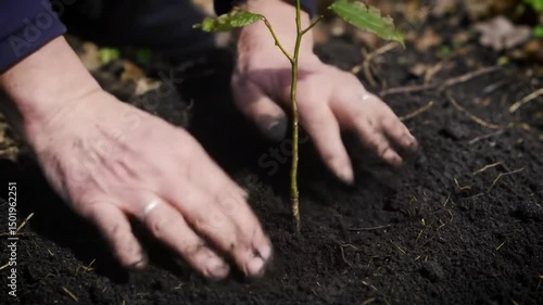 Planting tree sapling hands in soil gardening reforestation environment conservation sustainability