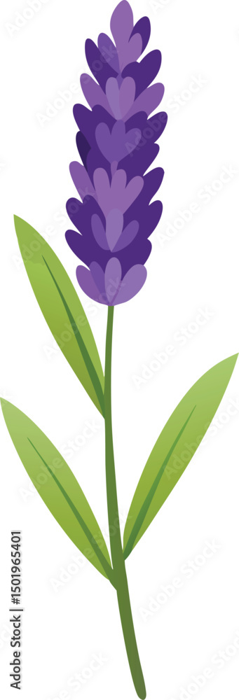 Naklejka premium Lavender