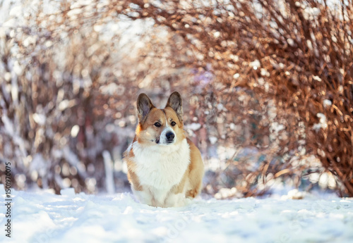 cute corgi dog standing on sunny winter day in snowy garden