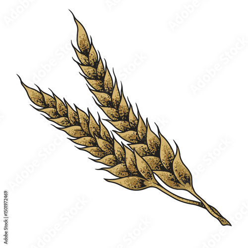 Barley ready for brewing beer