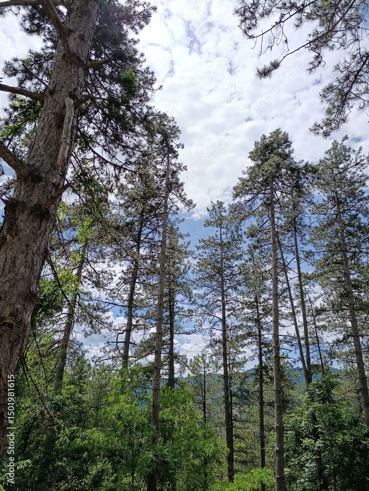 Fototapeta premium trees in the forest