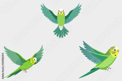 Set of green cute budgerigars in different flying poses, Budgerigar, common parakeet, shell parakeet or budgie (Melopsittacus undulatus)