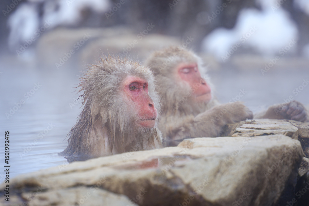 Naklejka premium 250120地獄谷野猿公苑