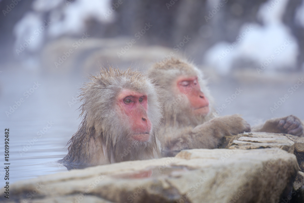 Naklejka premium 250120地獄谷野猿公苑