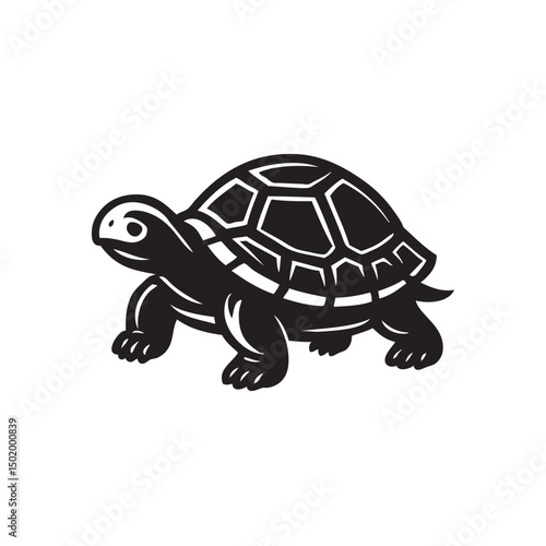 turtle on a white background vector