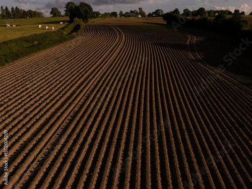 Aerial View of Agricultural Field at Sunset – Neatly Aligned Crop Rows in Golden Light  potatoe field