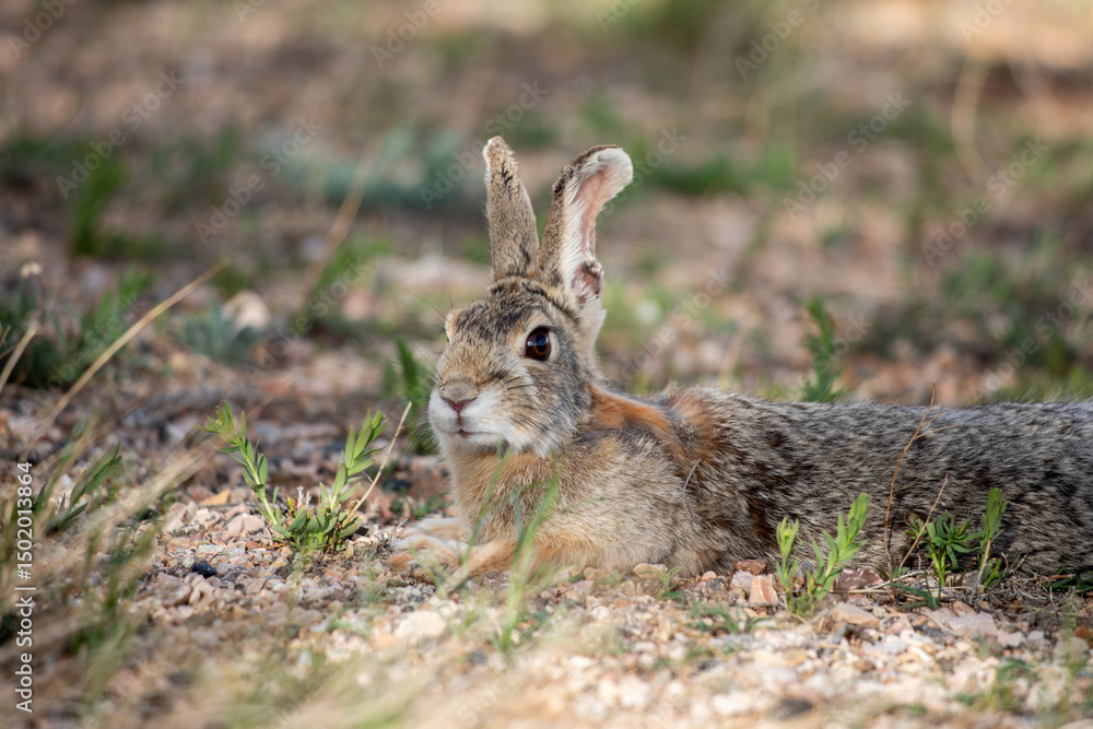 Fototapeta premium Wild rabbit laying down in the Wyoming sunshine, close portrait