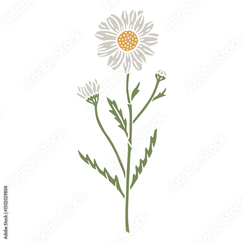 Aster flower semi flat