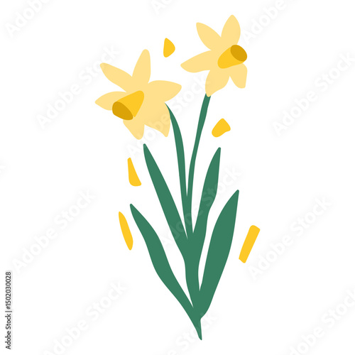 Narcissus flowers semi flat