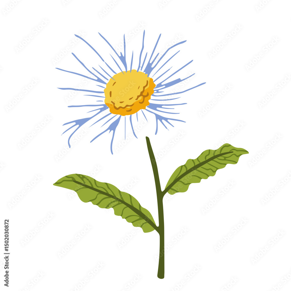 Fototapeta premium Daisy flat white flower