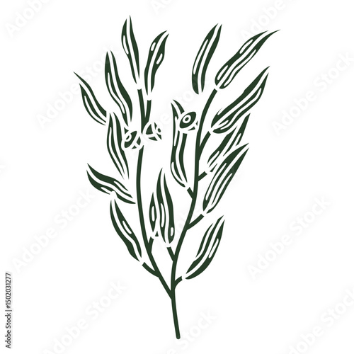Eucalyptus leaves cut out