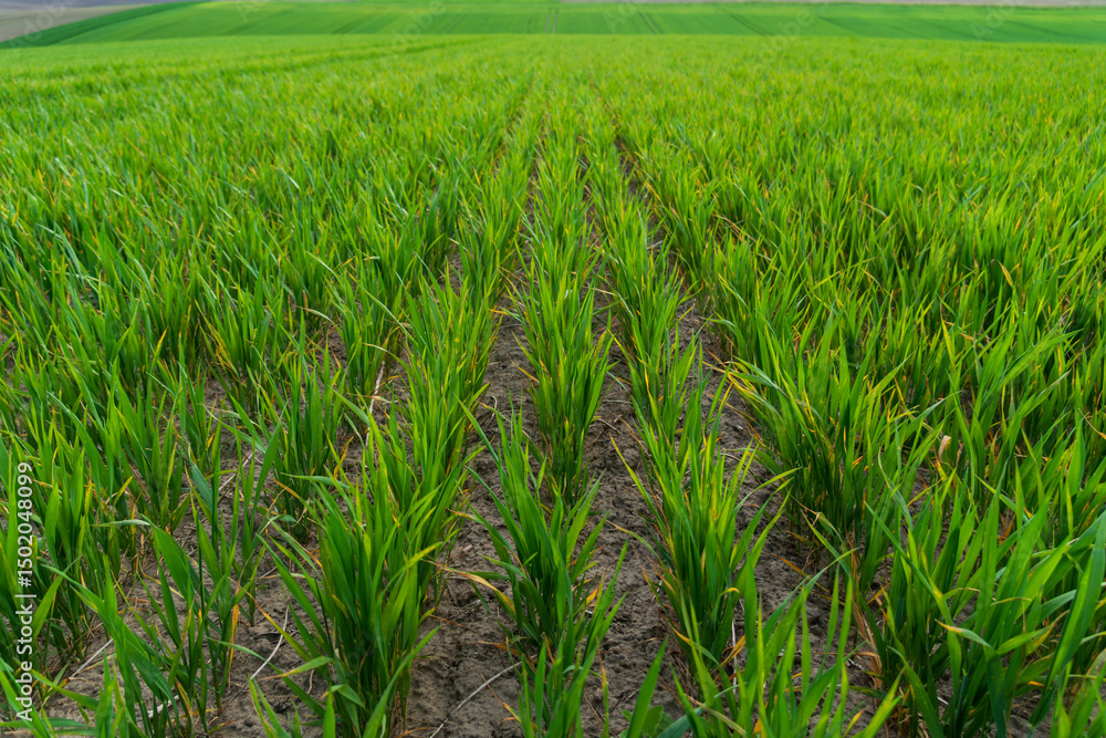 Obraz premium Vibrant rows of young rice plants thrive in fertile soil, bathed in sunlight. The expansive field showcases the beauty of agriculture and nature in harmony