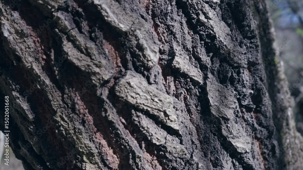 Closeup of rough tree bark texture suitable for a nature background Closeup of rough tree bark texture suitable for a nature background