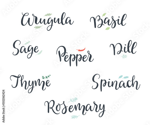 Vector hand written kitchen herbs and spices lettering collection. 