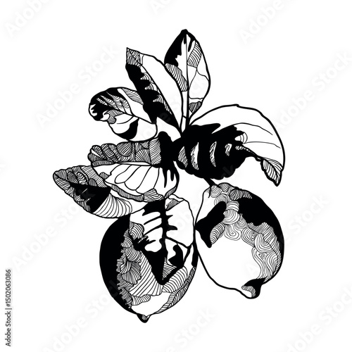 Lemon branch vector black illustration isolated on white background. Decorative black and white art