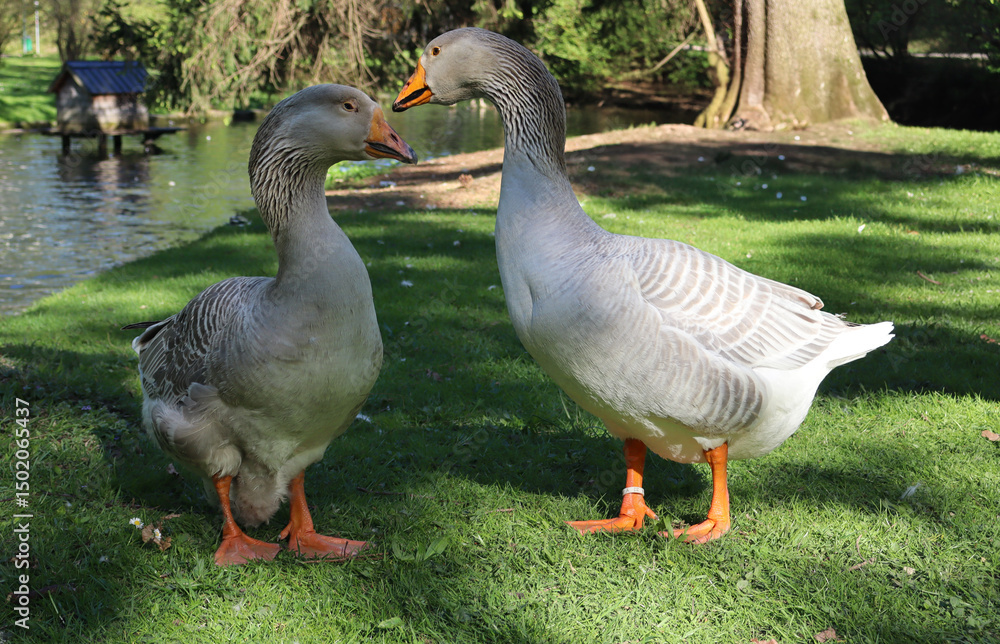 Obraz premium Two elegant domestic geese standing on lush green grass near a pond in bright sunlight, facing each other with vibrant orange feet and patterned feathers, peaceful park wildlife scene