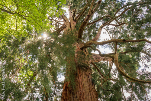 Upward view of huge red cedar tree