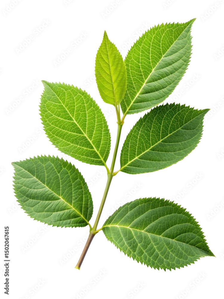 Closeup of Vibrant Green Leaves Isolated on a Transparent Background Celebrating Nature's Beauty Closeup of Vibrant Green Leaves Isolated on a Transparent Background Celebrating Nature's Beauty