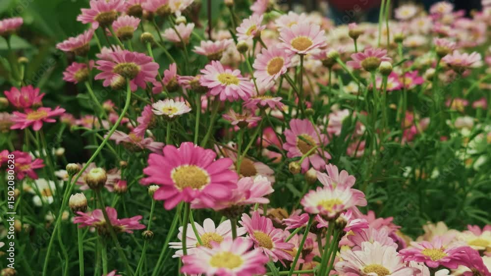 Cute Romantic Daisy Plant at Flower Market Cute Romantic Daisy Plant at Flower Market