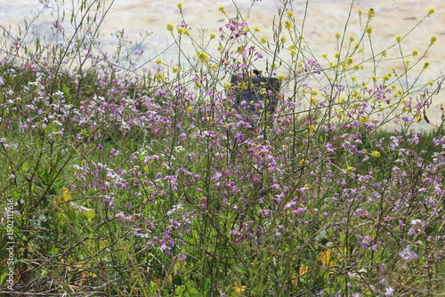 Purple flowers in the meadow
