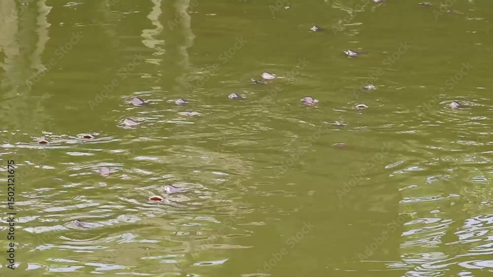 Reflection raising fish in a pond Reflection raising fish in a pond