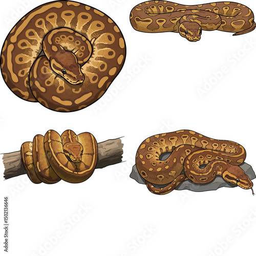 ball python