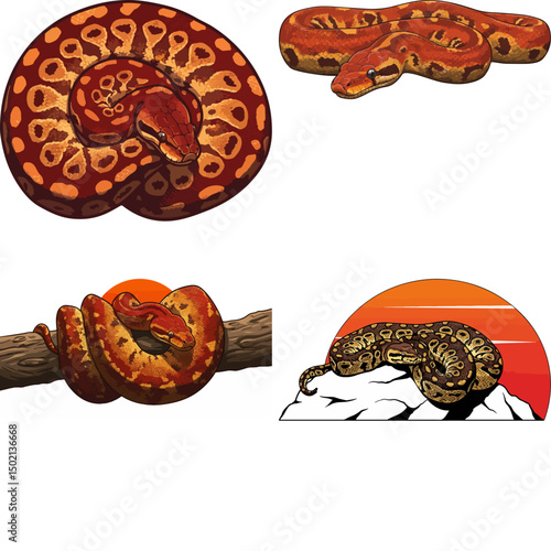 ball python