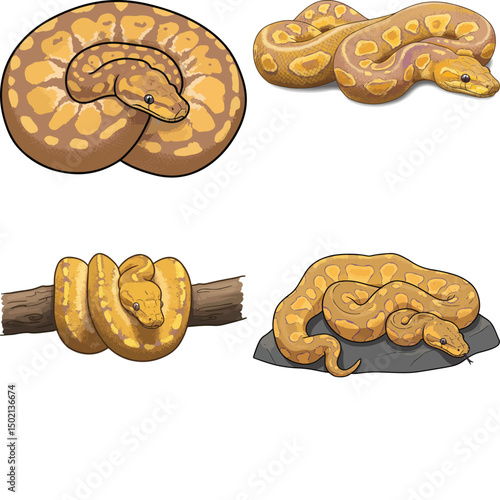 ball python