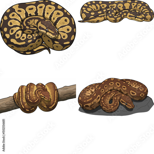 ball python