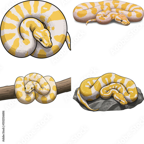 ball python