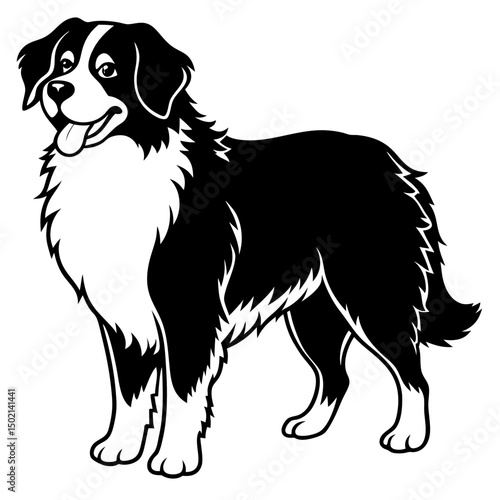 Bernese Mountain Dog Vector on White